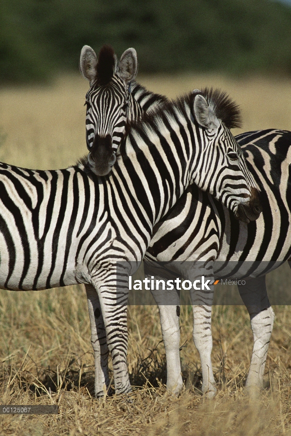 Par de cariñosas de Burchell cebra (Equus burchellii), Botswana