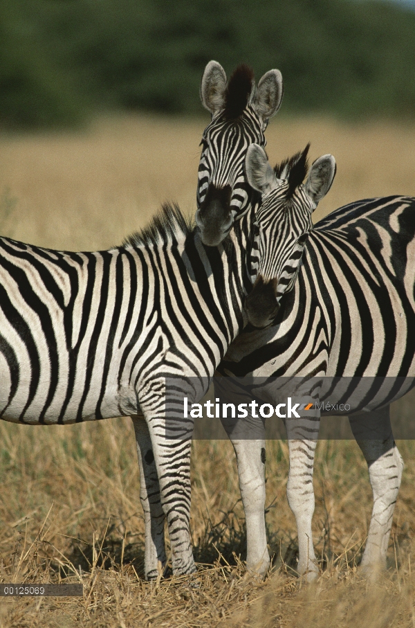 Par de cariñosas de Burchell cebra (Equus burchellii), Botswana