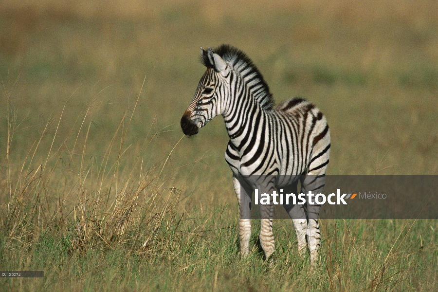 Potro de cebra de Burchell (Equus burchellii) retrato, Botswana