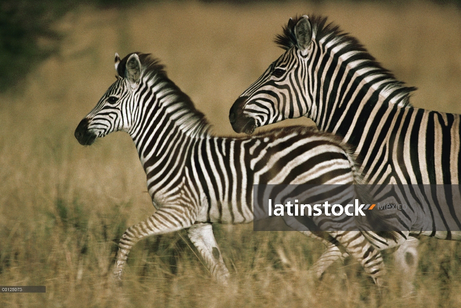 Cebra (Equus burchellii) madre y potrillo, Botswana de Burchell