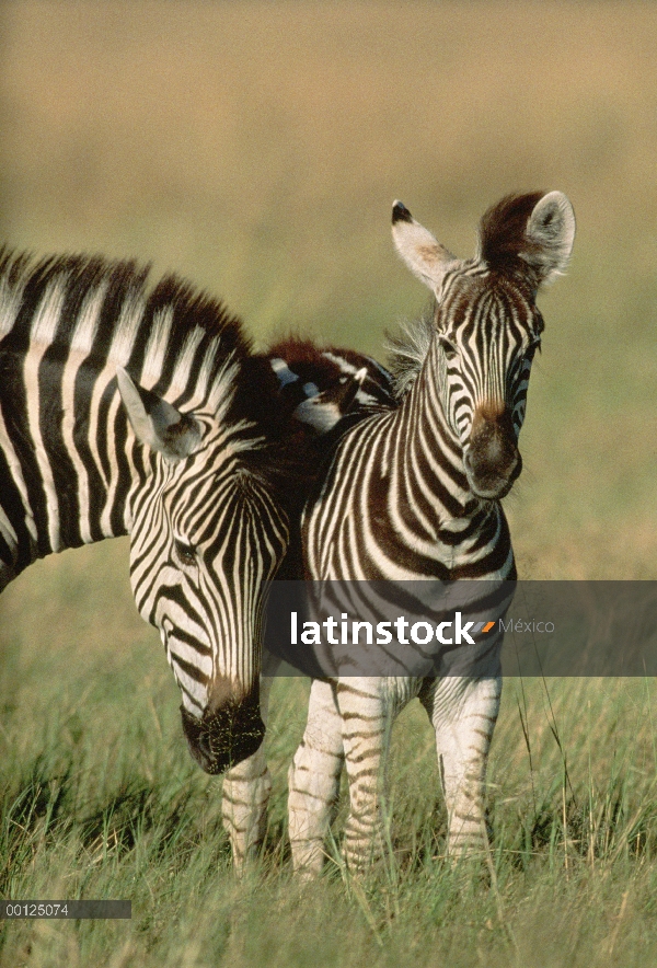 Cebra (Equus burchellii) madre y potrillo, Botswana de Burchell