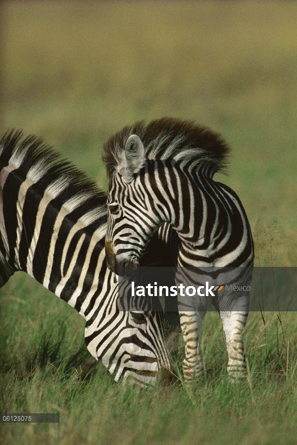 Cebra (Equus burchellii) madre y potrillo, Botswana de Burchell