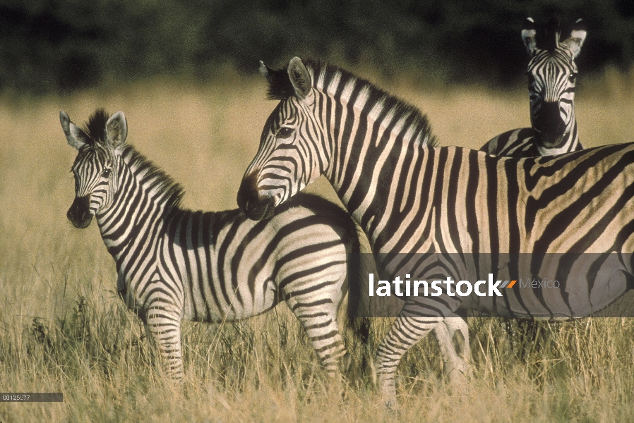 Cebra (Equus burchellii) madre y potrillo, Botswana de Burchell