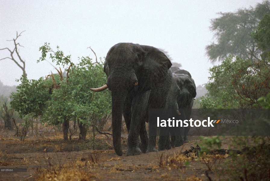 Manada de elefantes africanos (Loxodonta africana) caminando a través de árboles durante la tormenta