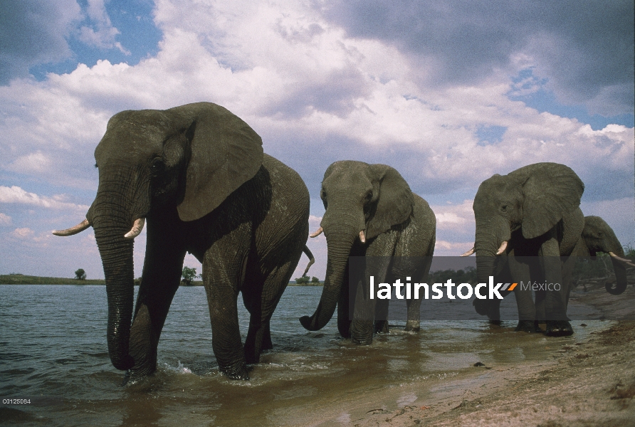 Trío de elefante africano (Loxodonta africana) a lo largo de la charca, Botswana