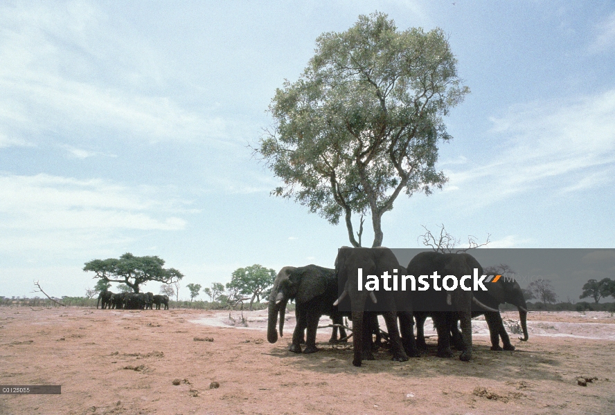 Manada de elefantes africanos (Loxodonta africana) permanecer fresco en la sombra de una acacia, Bot