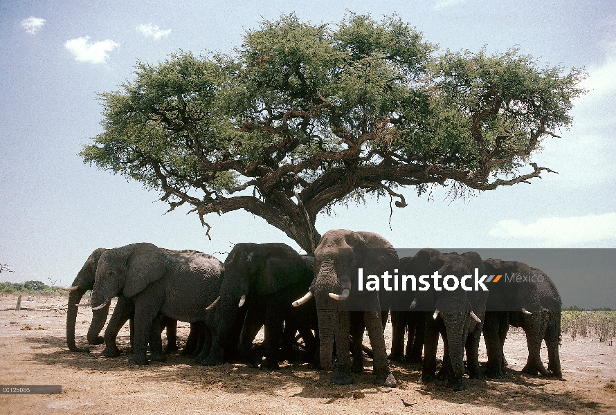 Manada de elefantes africanos (Loxodonta africana) permanecer fresco en la sombra de una acacia, Bot