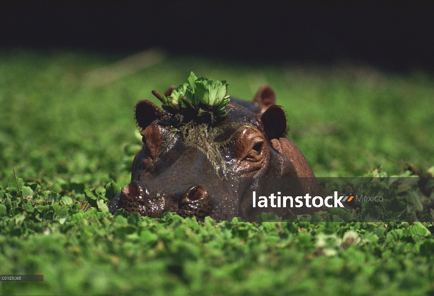 Hipopótamo (Hippopotamus amphibius) emerge de un río lleno de lechuga de agua, Botswana