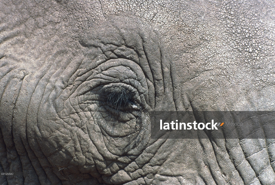 Elefante africano (Loxodonta africana) cerca del ojo, Botswana