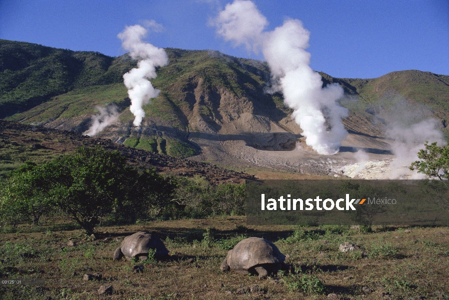 Tortuga gigante de Galápagos (Chelonoidis nigra) par y térmica de ventilación, las Islas Galápagos, 