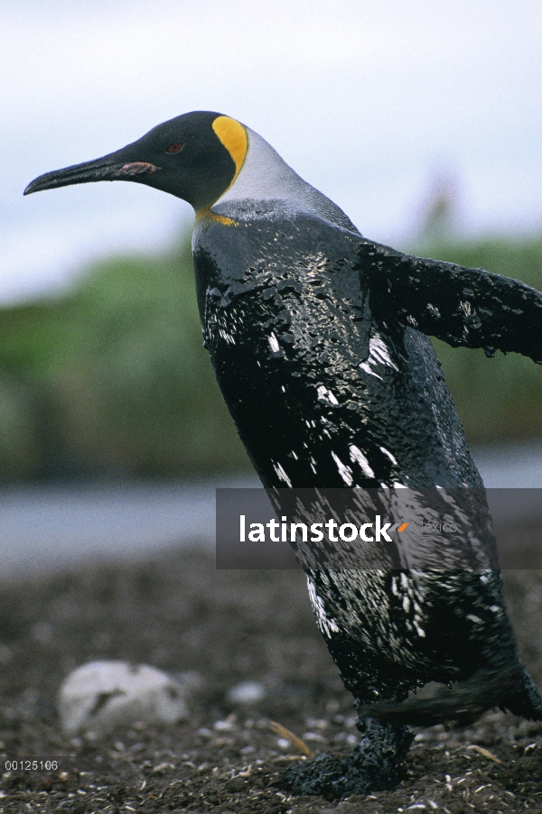 Pingüino rey (Aptenodytes patagonicus) cubierto de petróleo, Isla Georgia del sur