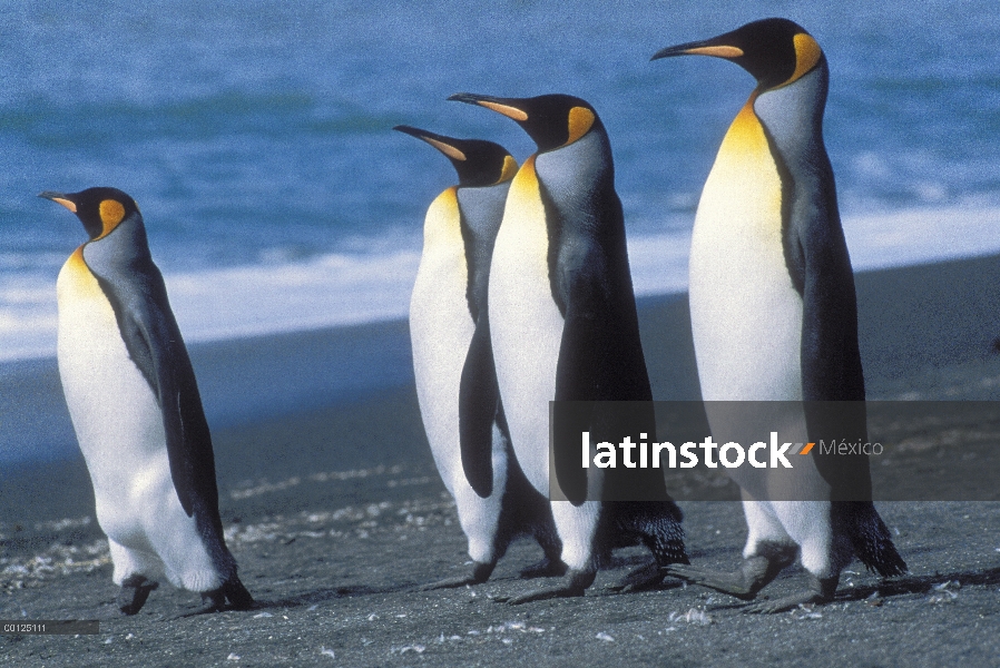 Rey de pie cuatro Penguin (Aptenodytes patagonicus) en la costa, Isla Georgia del sur