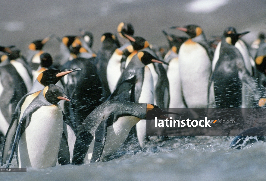 Grupo del pingüino rey (Aptenodytes patagonicus) a lo largo de la costa, Isla Georgia del sur