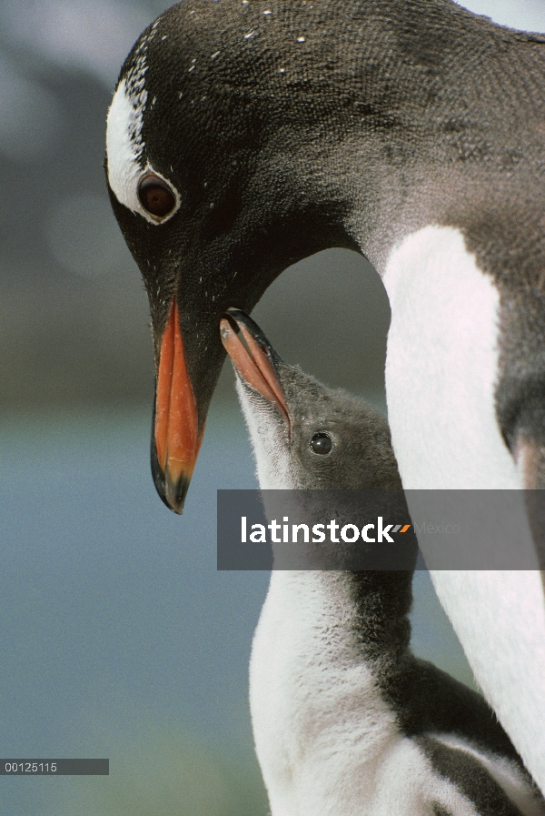 Padre del pingüino (Pygoscelis papua) con chick mendigando comida, isla de Georgia del sur