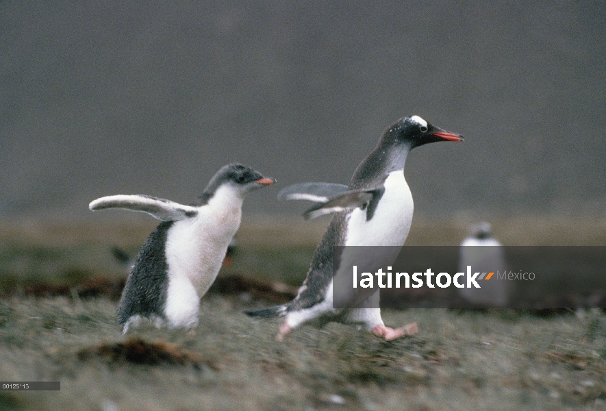 Polluelo de pingüino (Pygoscelis papua) persiguiendo a los padres para conseguir alimento, Isla Geor