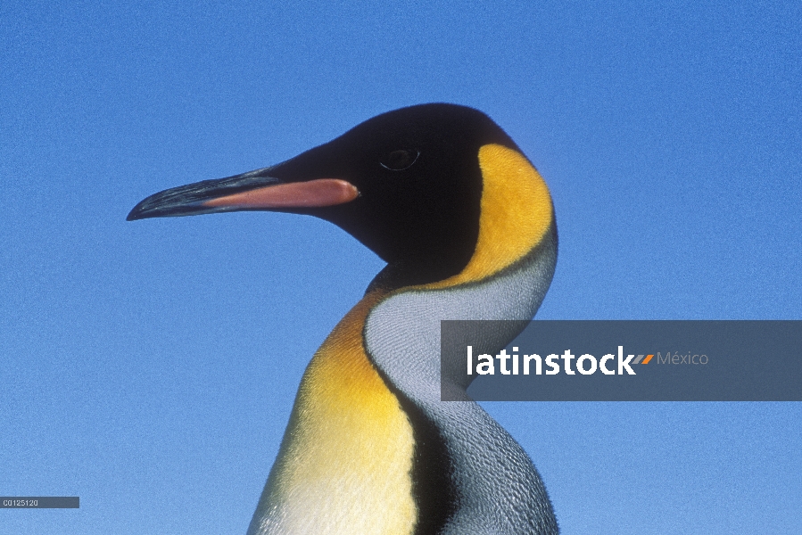 Retrato de pingüino rey (Aptenodytes patagonicus), Georgia del Sur isla