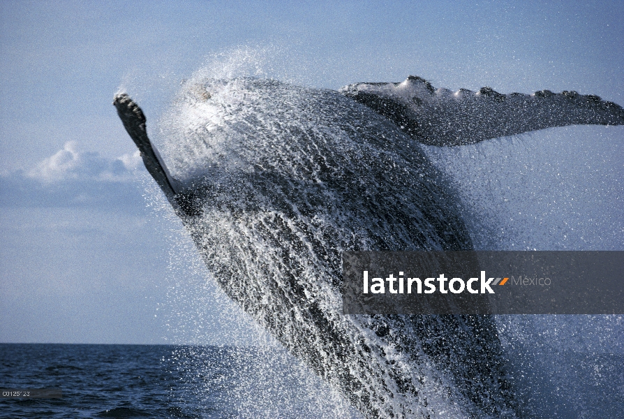 Ballena jorobada (Megaptera novaeangliae) violar, Hawaii