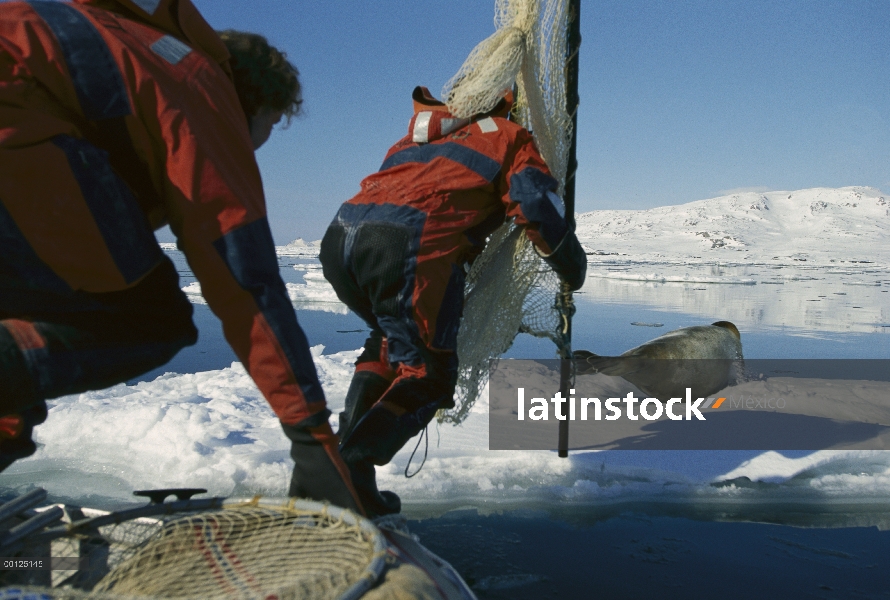 Sello barbudos investigadores de sello (Erignathus barbatus) persiguiendo, Noruega