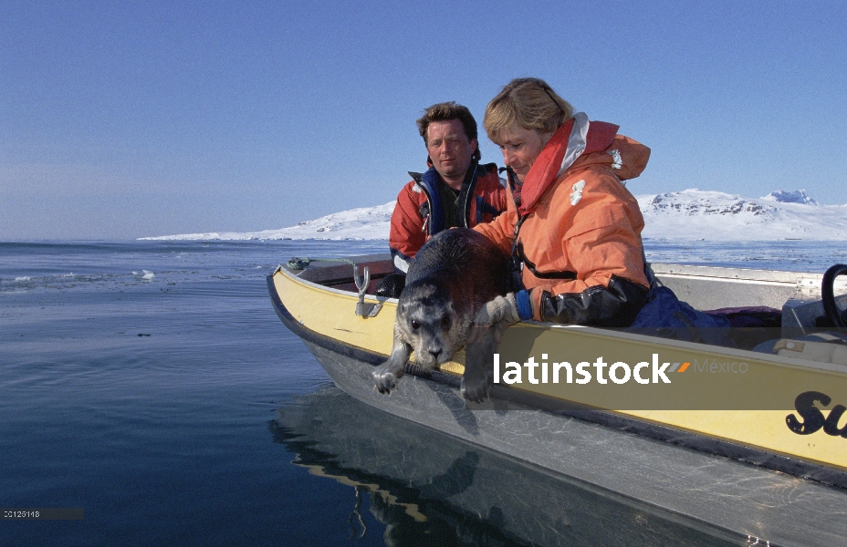 Investigadores de sello (Erignathus barbatus) Barbados bajan pup en agua, Noruega