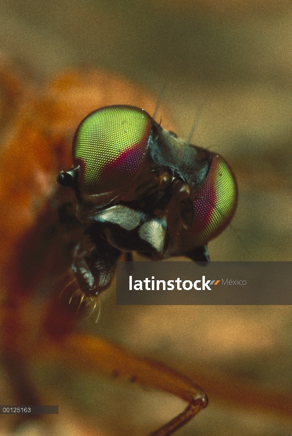 Hombre pequeño de ciervo mosca (Phytalmia cervicornis) tiene sólo pequeñas perillas en lugar de las 