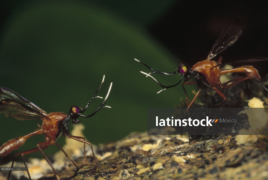 Despedidas de soltero dos machos de mosca (Phytalmia cervicornis) desde el enfoque de territorios ad