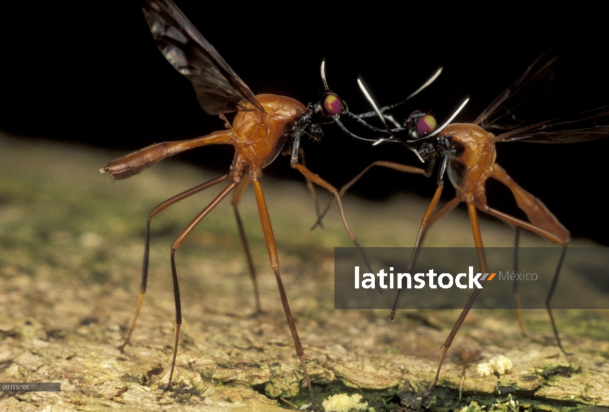 Despedidas de soltero los machos de la mosca (Phytalmia cervicornis) luchando, Papua Nueva Guinea