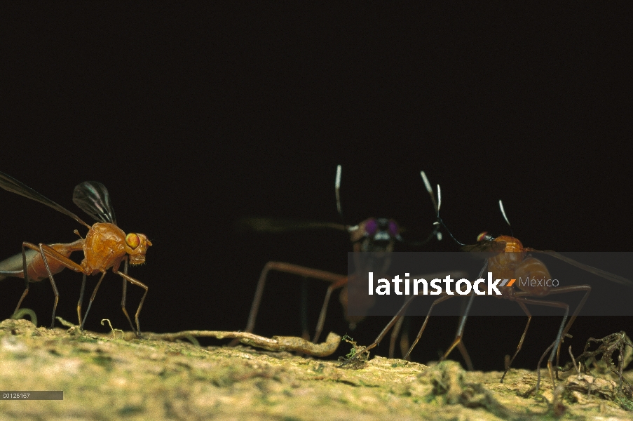 Despedidas de soltero relojes Fly (Phytalmia cervicornis) como dos machos se preparan para luchar, P