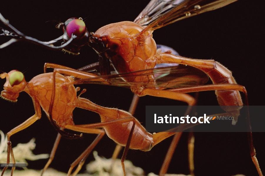 Despedidas de soltero mosca (Phytalmia cervicornis) par de acoplamiento, conectado por su oviscape, 