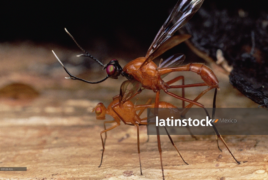 Despedidas de soltero mosca (Phytalmia cervicornis) par de acoplamiento, conectado por su oviscape, 