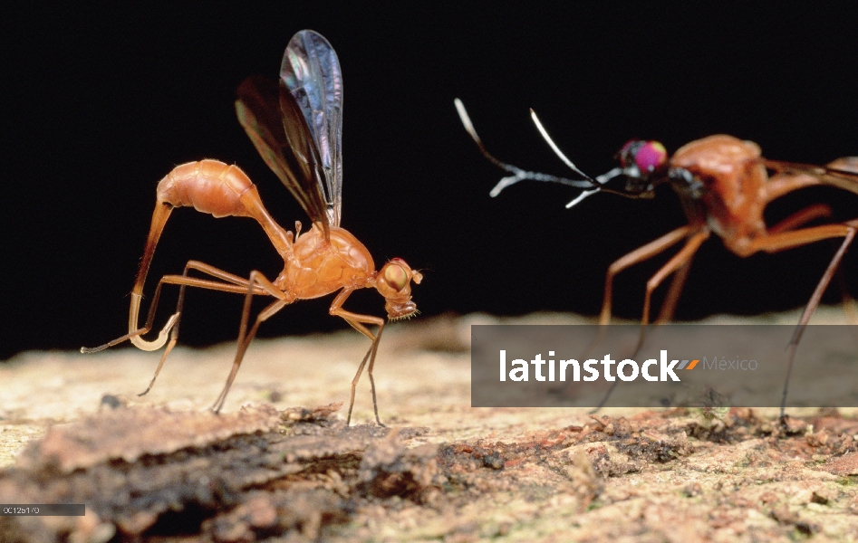 Hembra fecundada de ciervo mosca (Phytalmia cervicornis) Desenvaina su ovipositor para poner huevos 