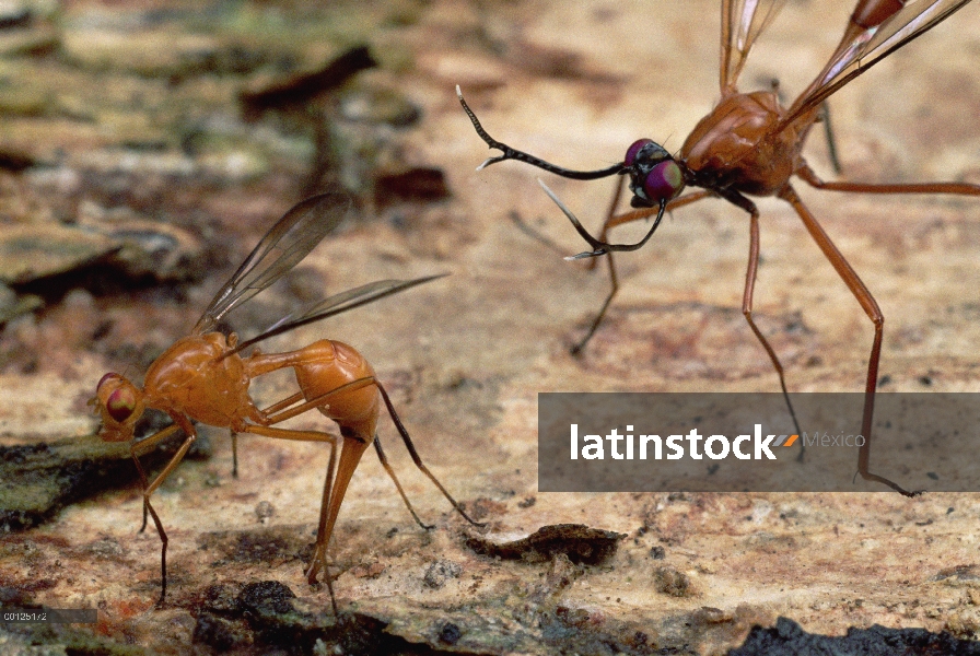 Mujer (Phytalmia cervicornis) ciervo mosca pone sus huevos ya que el hombre mantiene watch, Papua Nu