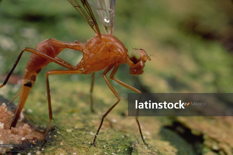 Despedidas mosca hembra (Phytalmia cervicornis) poniendo huevos, Papua Nueva Guinea