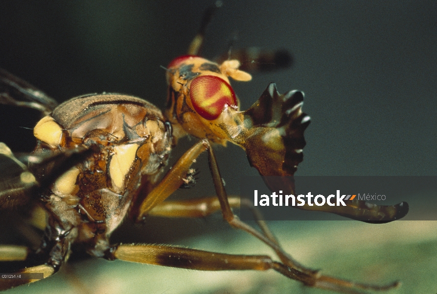 Mosca de alces (Phytalmia alcicornis) tiene cuernos tan grandes que pueden dificultar las actividade