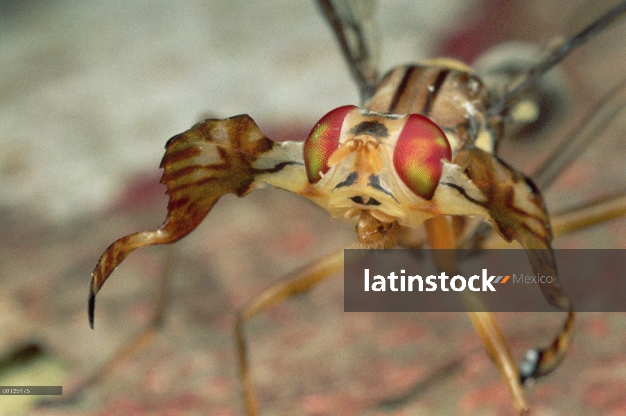 Mosca de alces (Phytalmia alcicornis) tiene cuernos tan grandes que pueden dificultar las actividade