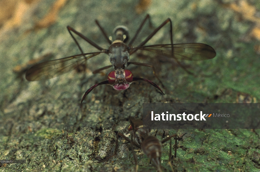 Hombre cabra mosca (Phytalmia mouldsi) en actitud de cortejo, Queensland, Australia