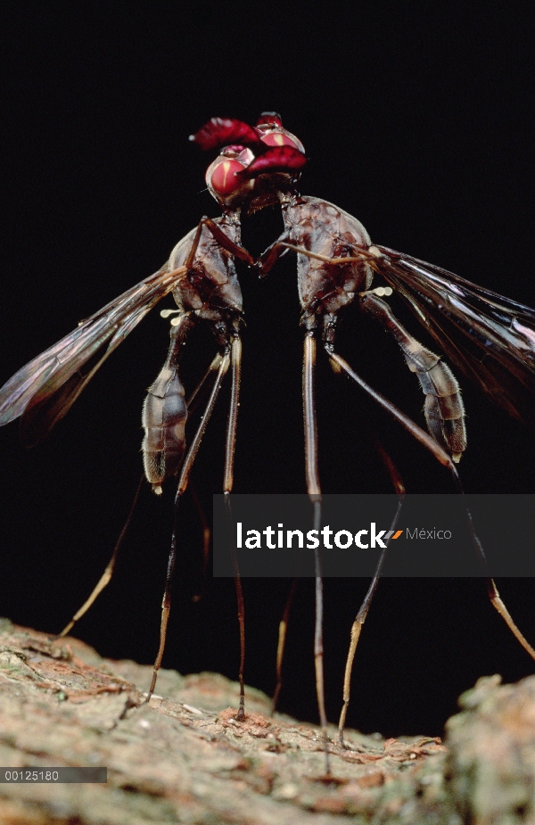 Machos de cabra mosca (Phytalmia mouldsi) choque de cornamentas mientras que lucha, Queensland, Aust