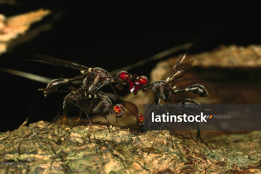 Hombre cabra mosca (Phytalmia mouldsi) vuela ojo a ojo como guardan las hembras usando oviposters pa