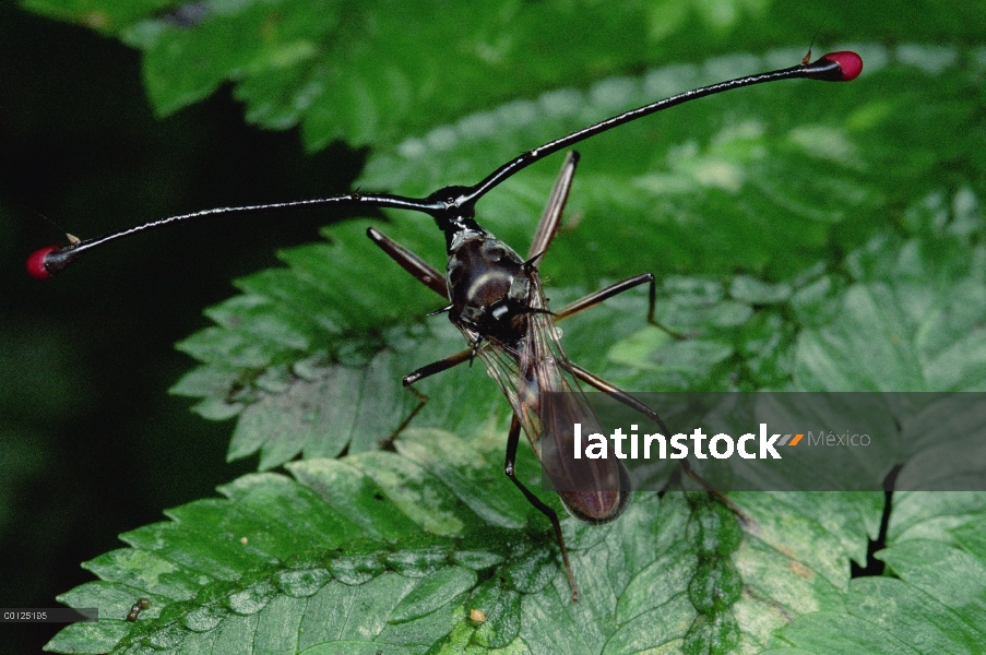 Stalk-Eyed Fly (Cyrtodiopsis whitei) tiene los ojos situados al final de tallos largos como los tibu