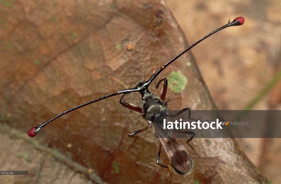 Stalk-Eyed Fly (Cyrtodiopsis whitei) tiene sus ojos en los extremos de largos tallos mucho como Born