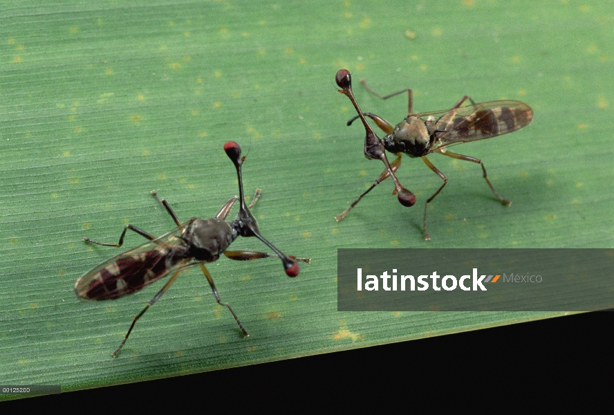 Stalk-Eyed Fly (Cyrtodiopsis whitei) los machos enfrentan, Sudáfrica