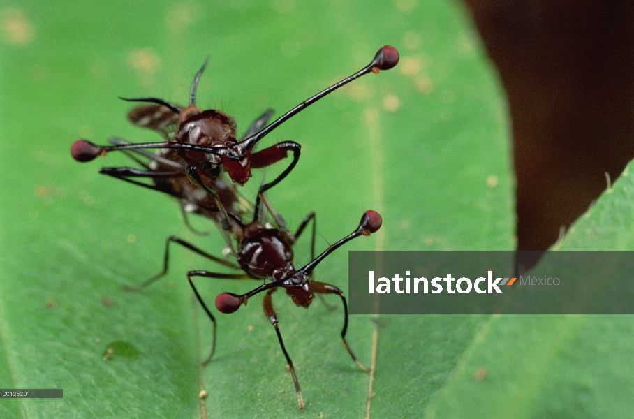 Stalk-Eyed par de mosca (Cyrtodiopsis whitei) apareamiento, Sudáfrica