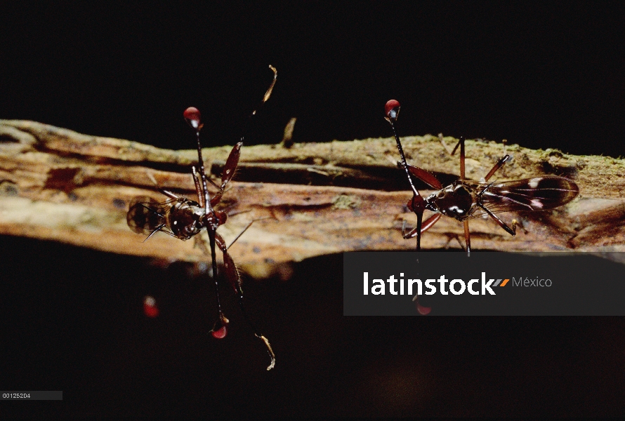 Stalk-Eyed Fly (Cyrtodiopsis whitei) dos machos en un cara a cara, Gombak, de Malasia Peninsular