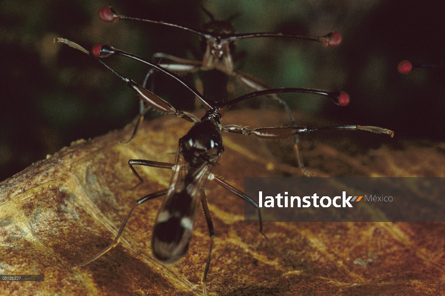 Stalk-Eyed Fly (Cyrtodiopsis whitei) dos machos luchando cerca de alimentos, Gombak, Malasia Peninsu