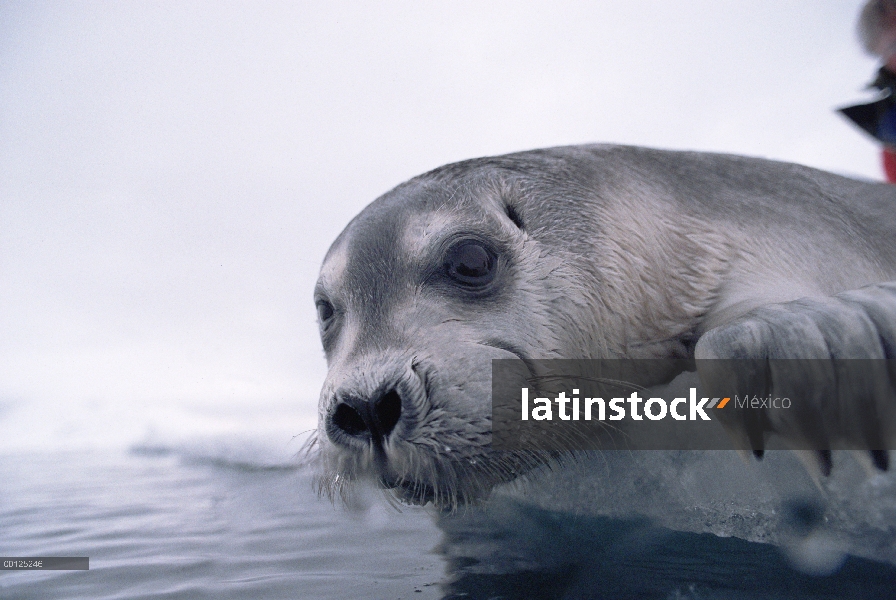 Barbudo Seal pup (Erignathus barbatus) en el borde del hielo, Ártico