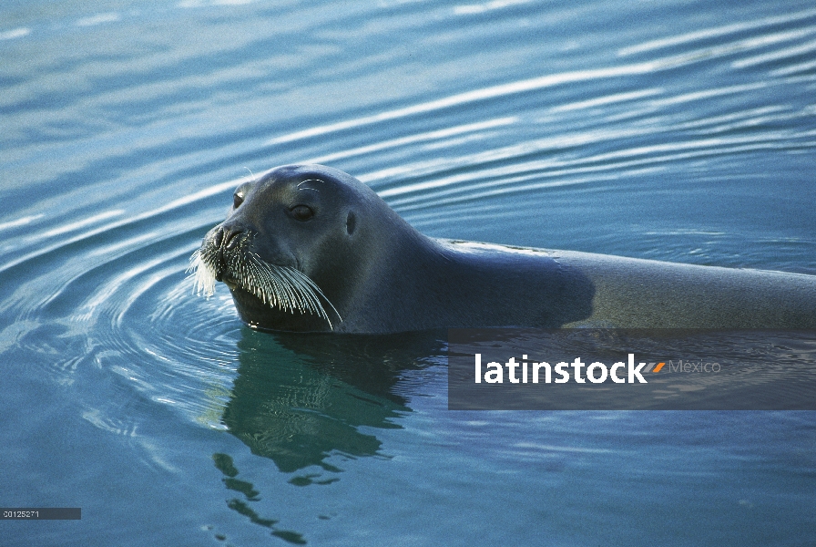 Sello de Barbuda (Erignathus barbatus) nadando en las aguas del Ártico, Noruega