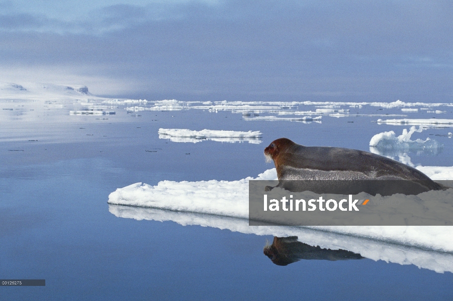 Sello barbudo (Erignathus barbatus) descansando sobre el hielo flotante, Noruega