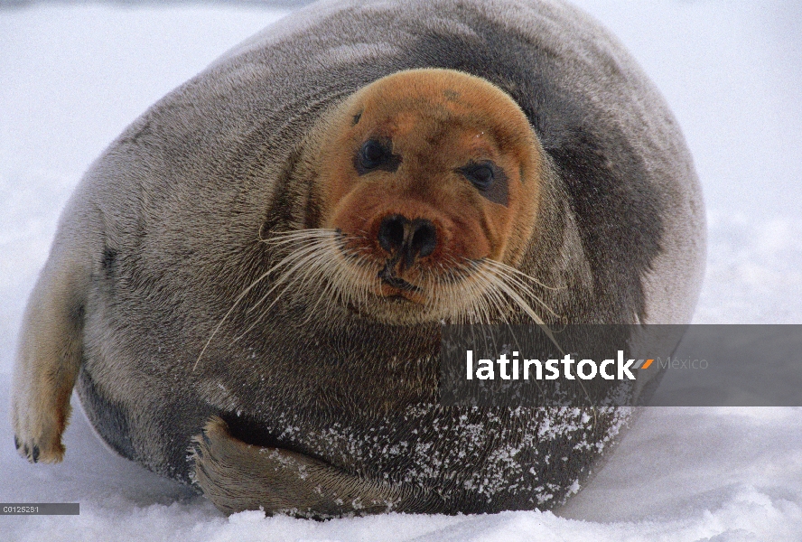 Barbudo sello (Erignathus barbatus) macho adulto descansando en témpano de hielo con la cabeza teñid