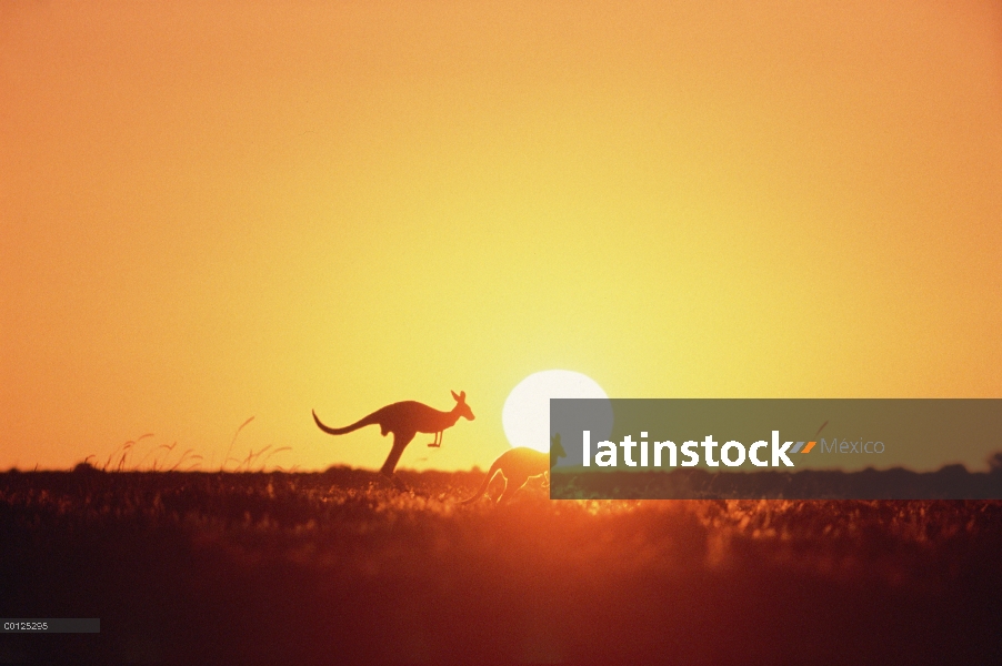 Par de canguro rojo (Macropus rufus) siluetas al atardecer, Australia