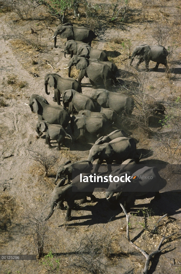 Manada de elefantes africanos (Loxodonta africana), Reserva Nacional de Masai Mara, Kenia