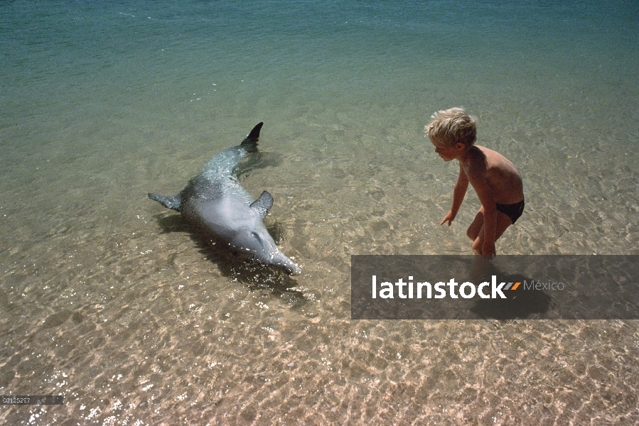 Delfín mular (Tursiops truncatus) interactuando con el niño, Australia